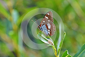 Limenitis reducta, the southern white admiral butterfly