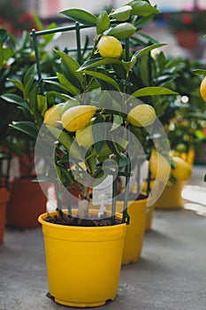 Limequat tree - citrofortunella hybrid of lime kumquat.