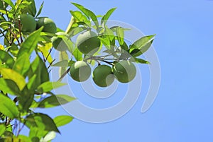 Limes growing on a tree