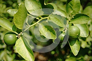 Limes hanging on the lime tree