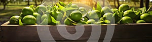 Limes harvested in a wooden box with orchard and sunshine in the background.