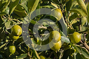 Limes ripening on lime tree