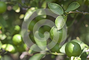 Limes ripening on the tree