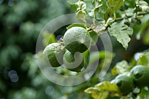 Limes on the tree