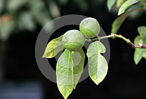 Limes on a tree