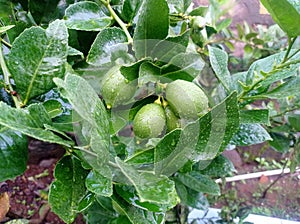 Limes tree in the garden are excellent source of vitamin c