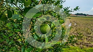 limes tree in the garden are excellent source of vitamin C.Green organic lime citrus fruit hanging on tree