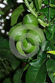 Limes on the tree