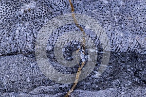 Limestone with Bryozoa fossils photo