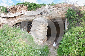 Limestone Cave Pillar