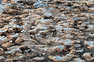 Limestone with chert nodules