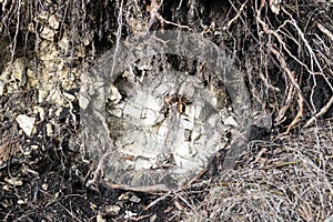 Limestone deposits in the form of bricks under the root