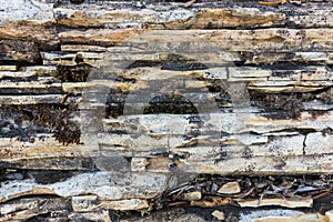 Limestone and dolostone texture