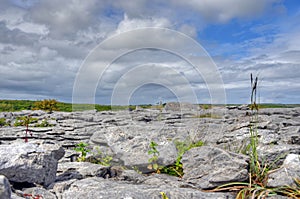 Limestone Field in the Burren, Ireland
