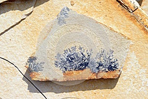 Limestone with Manganese dendrites