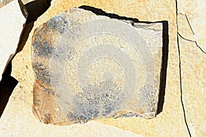 Limestone with Manganese dendrites photo