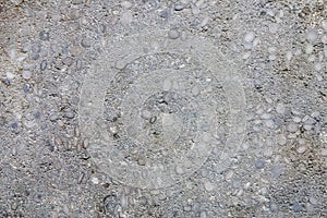 Limestone with nummulites