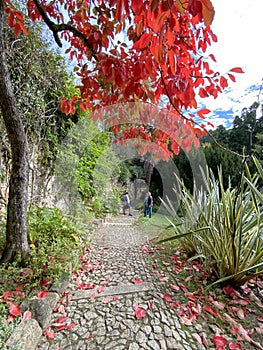 Limestone path lined with trees, plants and vegetation