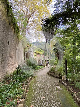 Limestone path lined with trees, plants and vegetation