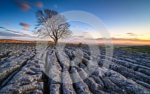 Limestone Pavement with Lone Ash Tree