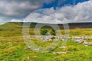 Limestone pavement. Yorkshire Dales National Park