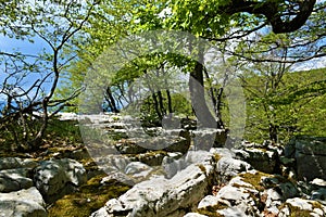 Limestone pavemet rock karst rock formation and beech (Fagus sylvatica)