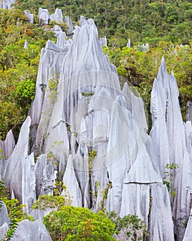 Limestone pinnacles at gunung mulu national park