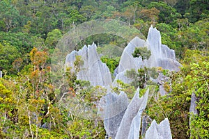 Limestone pinnacles at gunung mulu national park