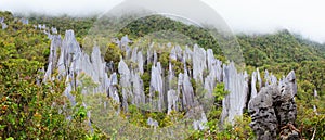 Limestone pinnacles at gunung mulu national park