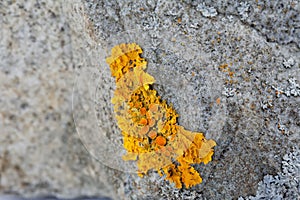 Limestone rock colonized in part by lichen