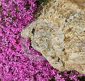Limestone in a rock garden overgrown with moss phlox with purple flowers, close up, flat lay view from above
