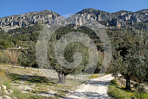 Limestone rock pinnacles, karst rock formation, Spain