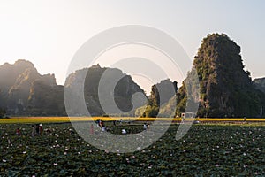 Limestone rocks behind rice terraces and fields full of flowers in Tam Coc, Ninh Binh, Northern Vietnam. Shot at Sunset