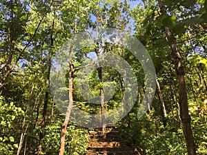 Limestone Stairs Surrounded by Green Trees