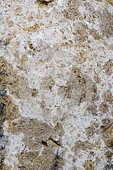 Limestone texture usable as texture or background