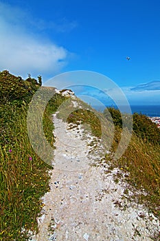 Limestone Walking path along the White Cliffs of Dover with seagull flying over