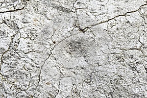 Limestone wall of textura photo