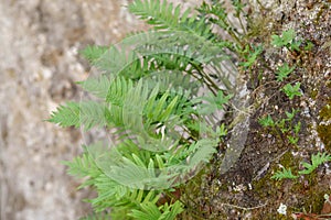 Southern polypody Polypodium cambricum, fern on a rock photo