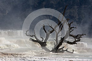 Limestone in Yellowstone National Park