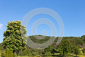 limetree blossoming at springtime blue sky