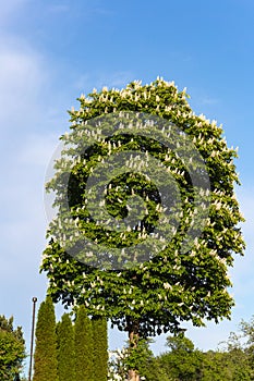 limetree blossoming at springtime blue sky