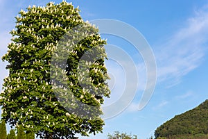 limetree blossoming at springtime blue sky