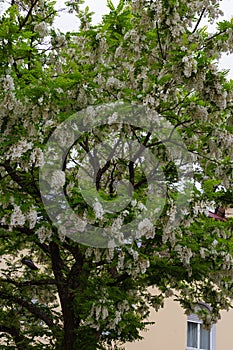 limetree branches and blossom