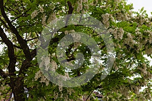 limetree branches and blossom