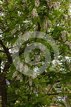 limetree branches and blossom