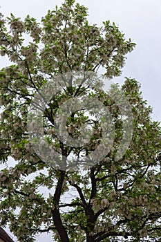 limetree branches and blossom