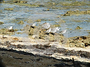 Limicole Silver Plovers on a beach of Guadeloupe.
