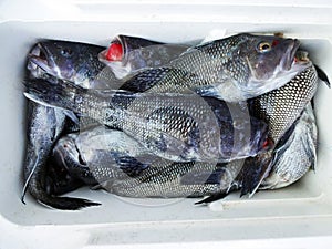 Limit of Fat Black Seabass photo