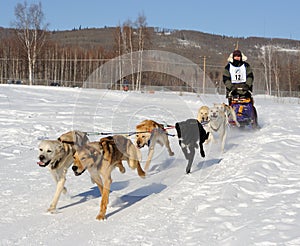 Limited North American Sled Dog Race - Alaska