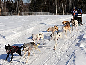 Limited North American Sled Dog Race - Alaska